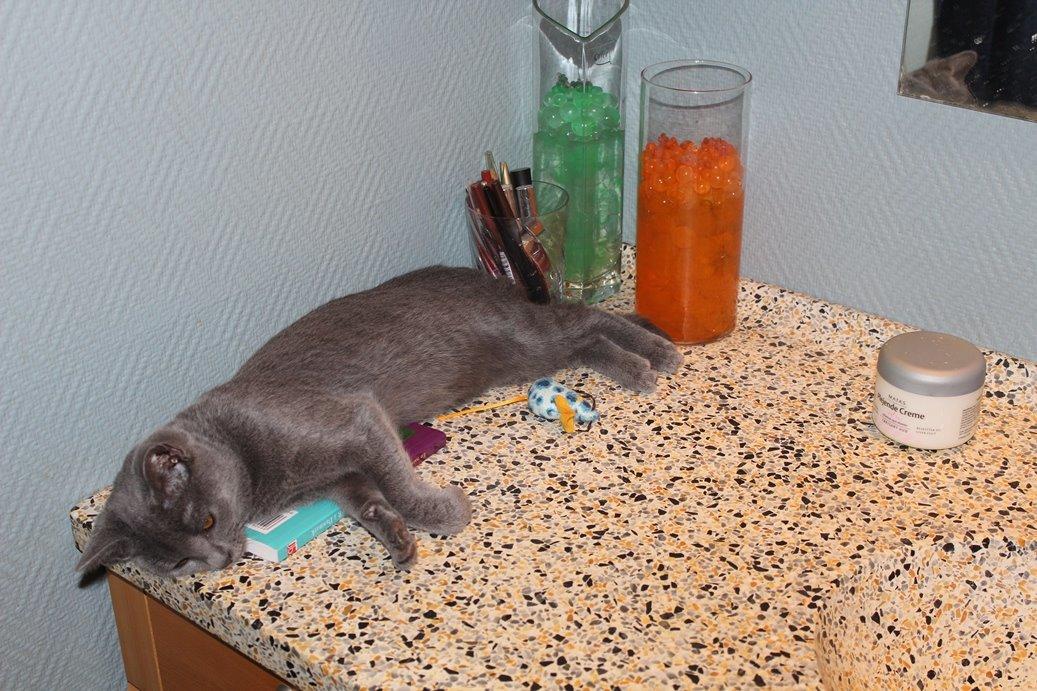 Chartreux Jacqueline du Domaine d’Ofélie billede 9