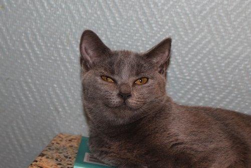 Chartreux Jacqueline du Domaine d’Ofélie billede 11