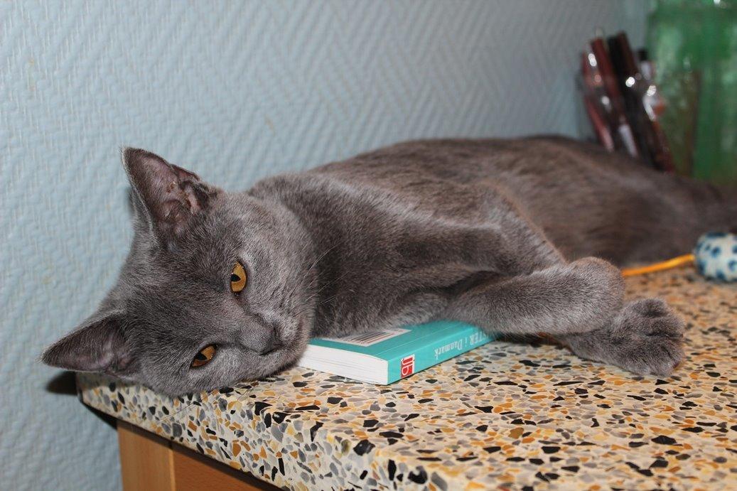 Chartreux Jacqueline du Domaine d’Ofélie billede 10