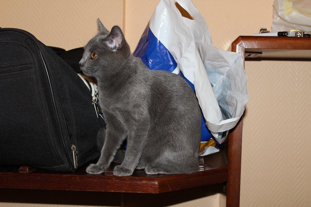 Chartreux Jacqueline du Domaine d’Ofélie billede 12