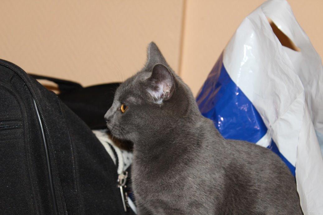 Chartreux Jacqueline du Domaine d’Ofélie billede 13