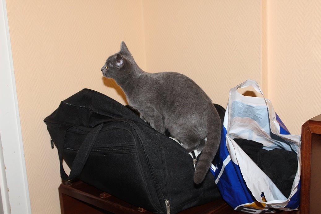 Chartreux Jacqueline du Domaine d’Ofélie billede 14