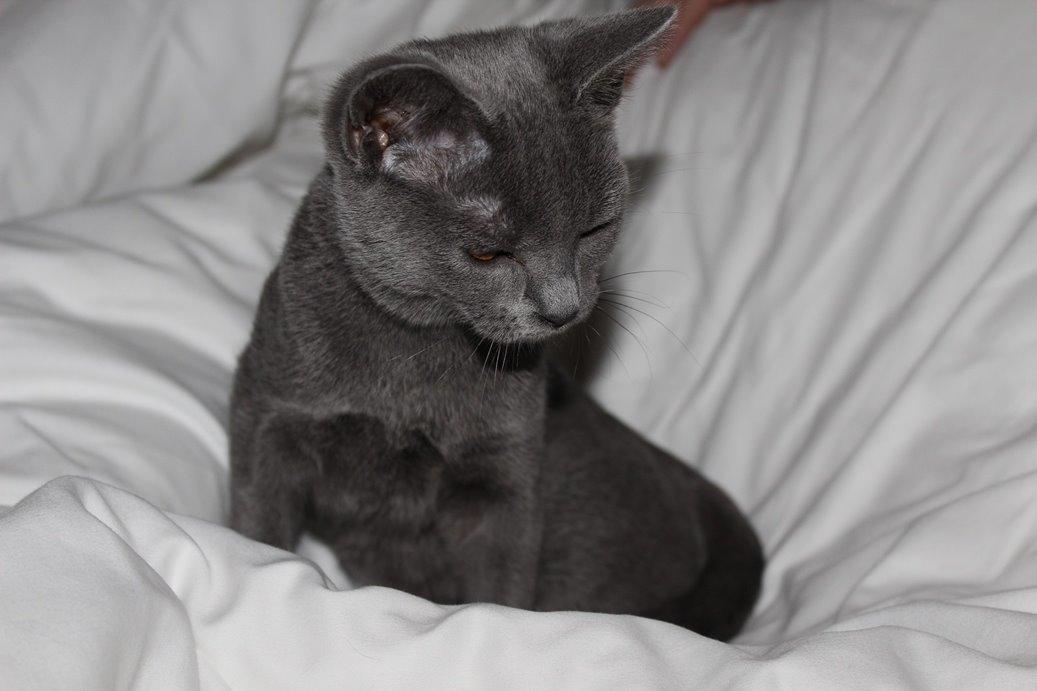 Chartreux Jacqueline du Domaine d’Ofélie billede 15