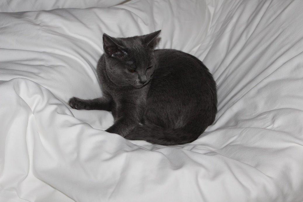 Chartreux Jacqueline du Domaine d’Ofélie billede 16