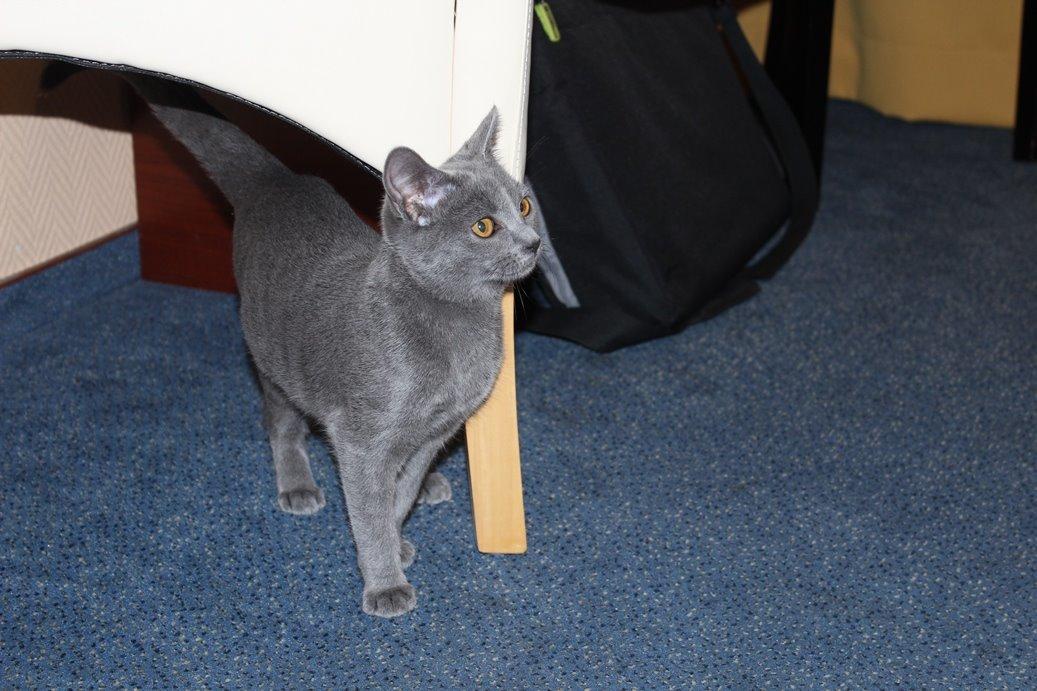 Chartreux Jacqueline du Domaine d’Ofélie billede 17