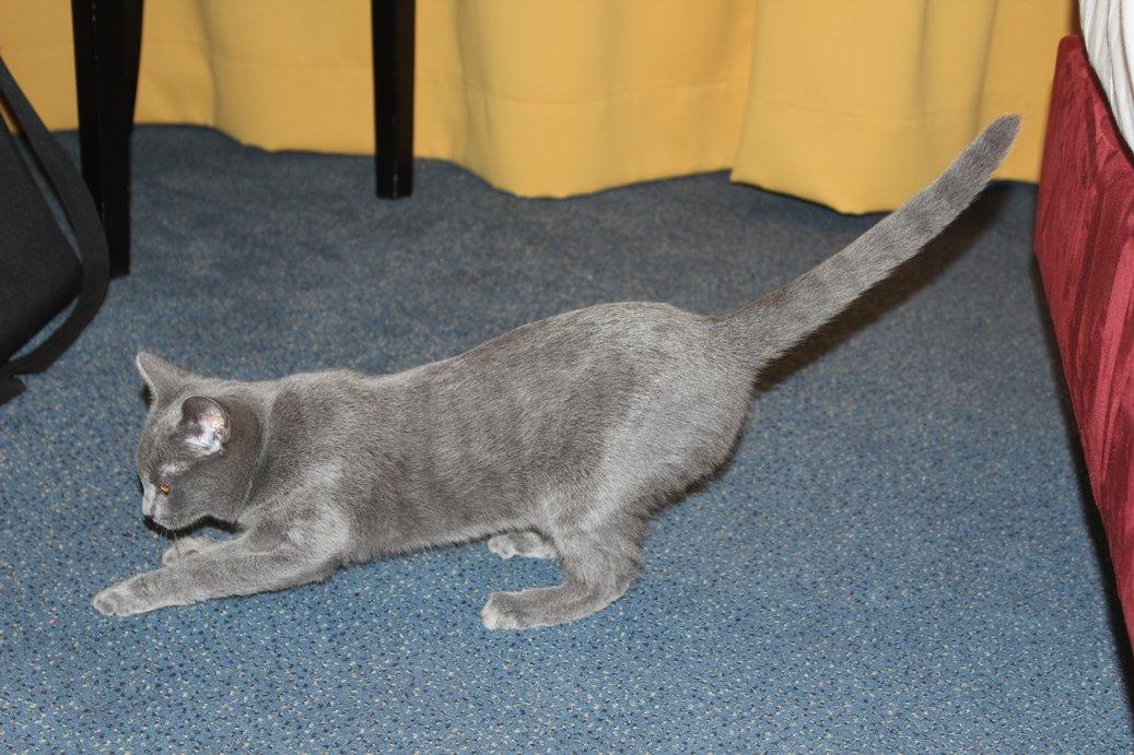 Chartreux Jacqueline du Domaine d’Ofélie billede 19