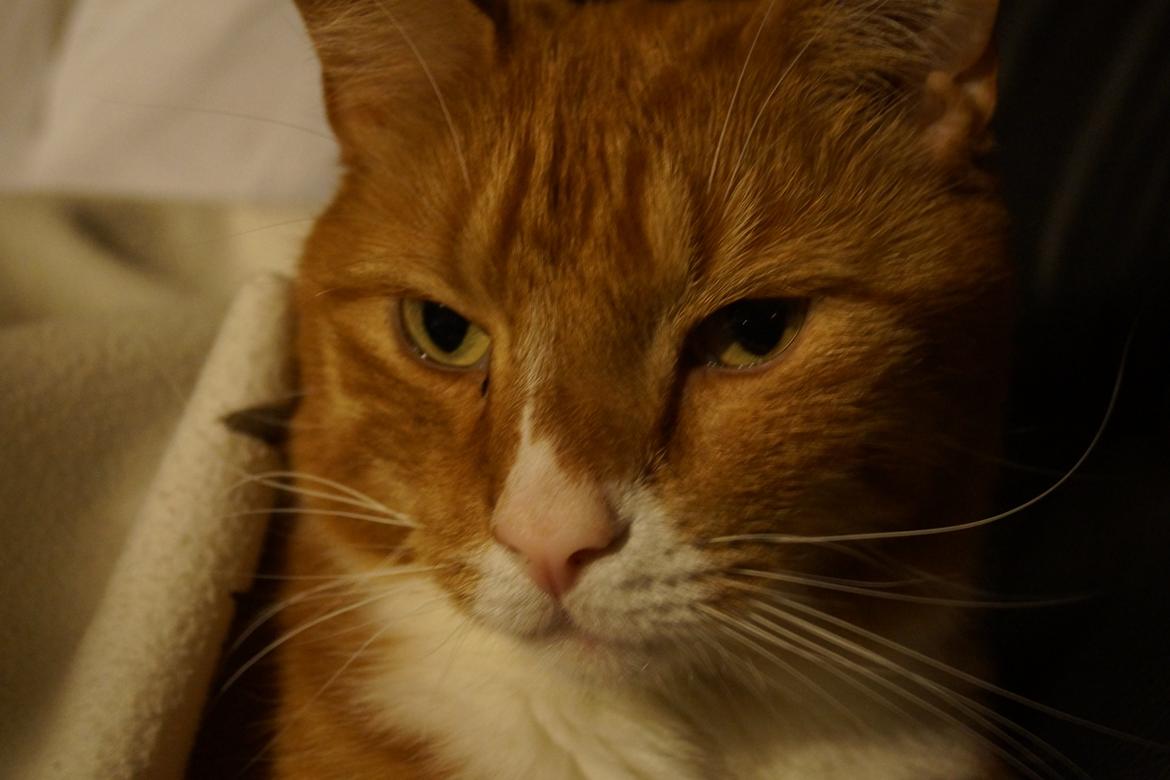Huskat Bailey (Mors kat) billede 5
