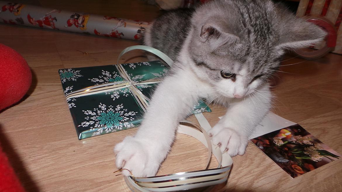 Blanding af racer Felix billede 36