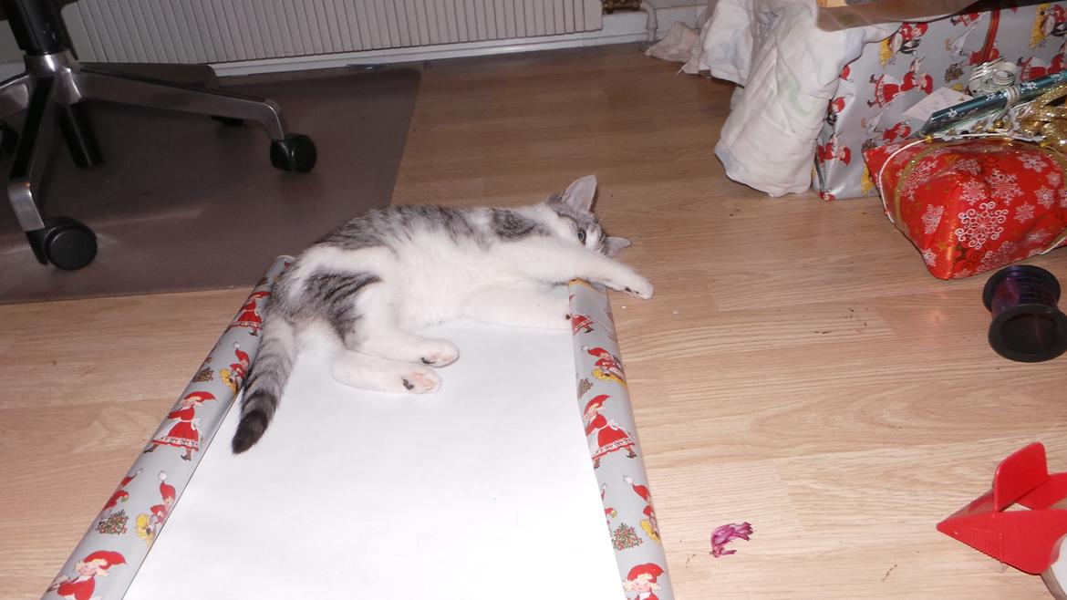 Blanding af racer Felix billede 35