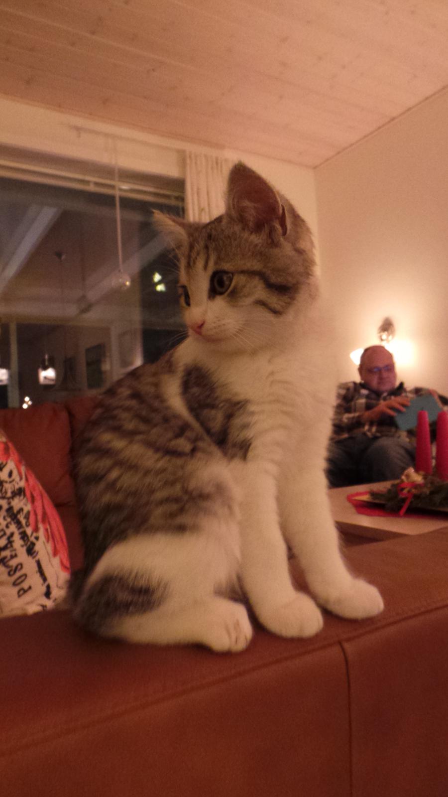 Blanding af racer Felix billede 37