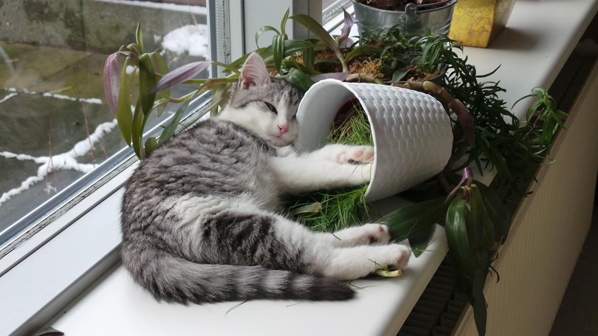 Blanding af racer Felix billede 32