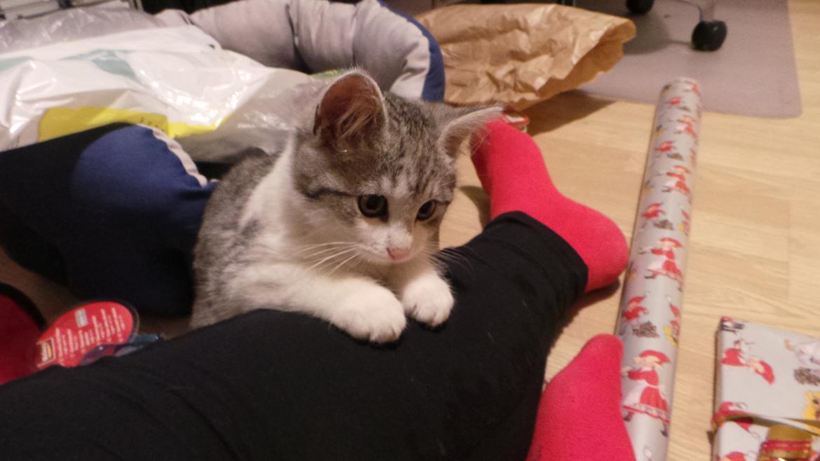 Blanding af racer Felix billede 34