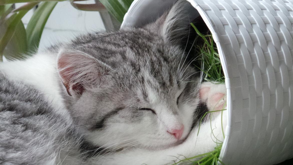 Blanding af racer Felix billede 31