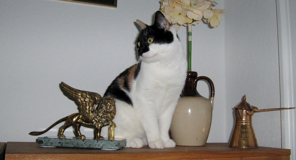 Huskat Arabella Scarlett billede 7