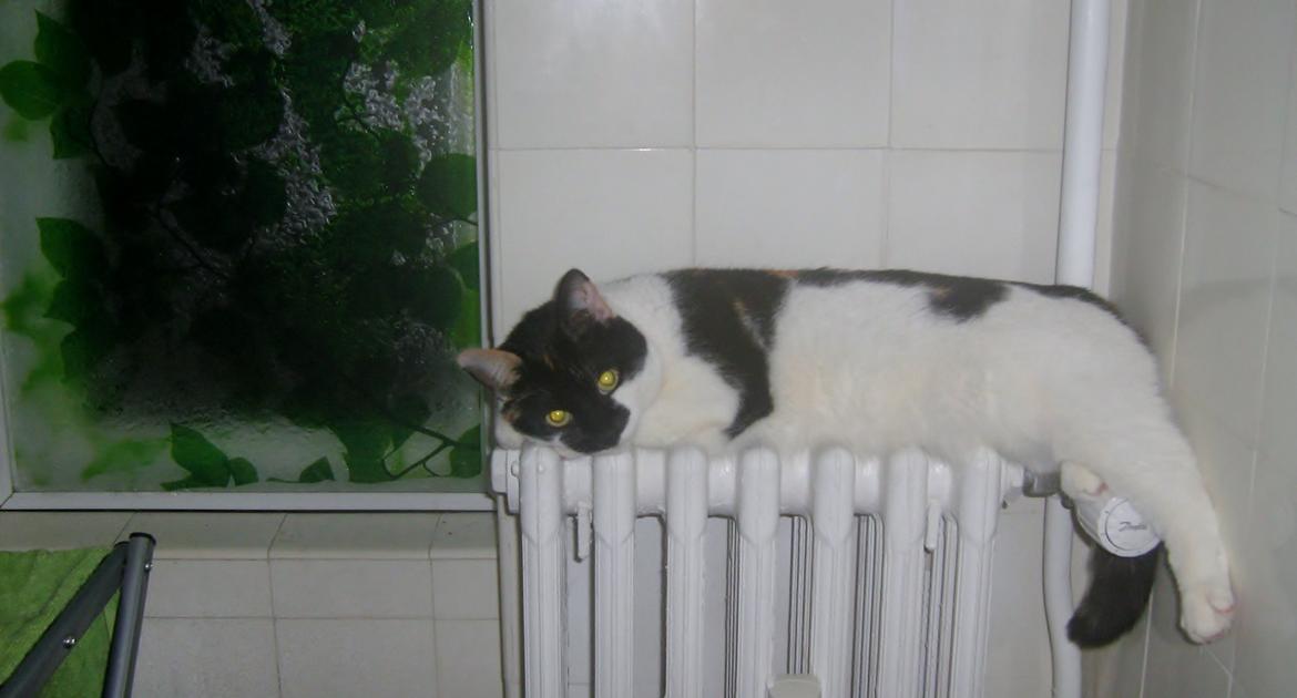 Huskat Arabella Scarlett billede 8