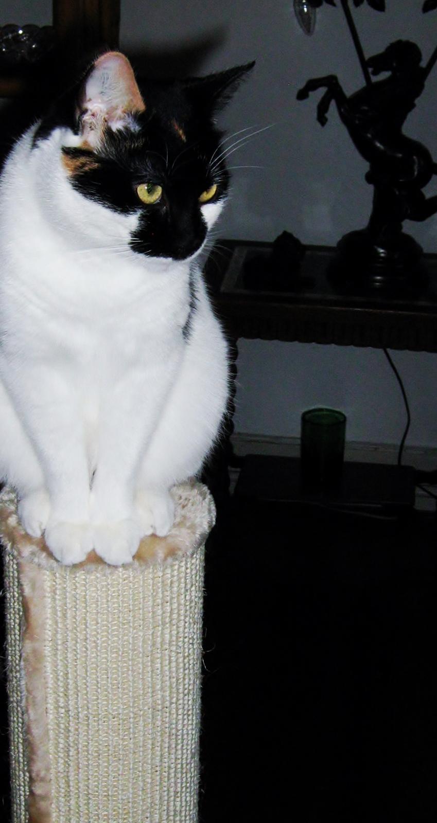 Huskat Arabella Scarlett billede 9