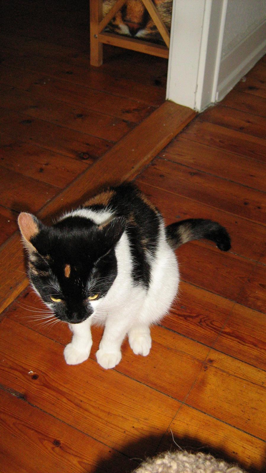 Huskat Arabella Scarlett billede 10