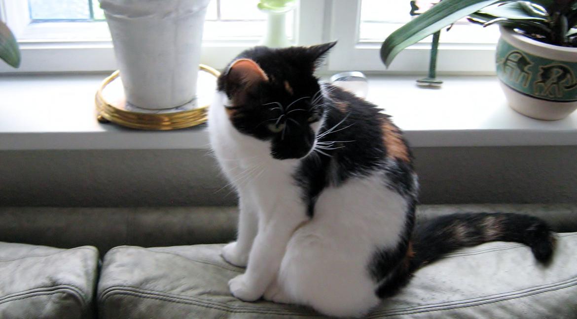 Huskat Arabella Scarlett billede 11