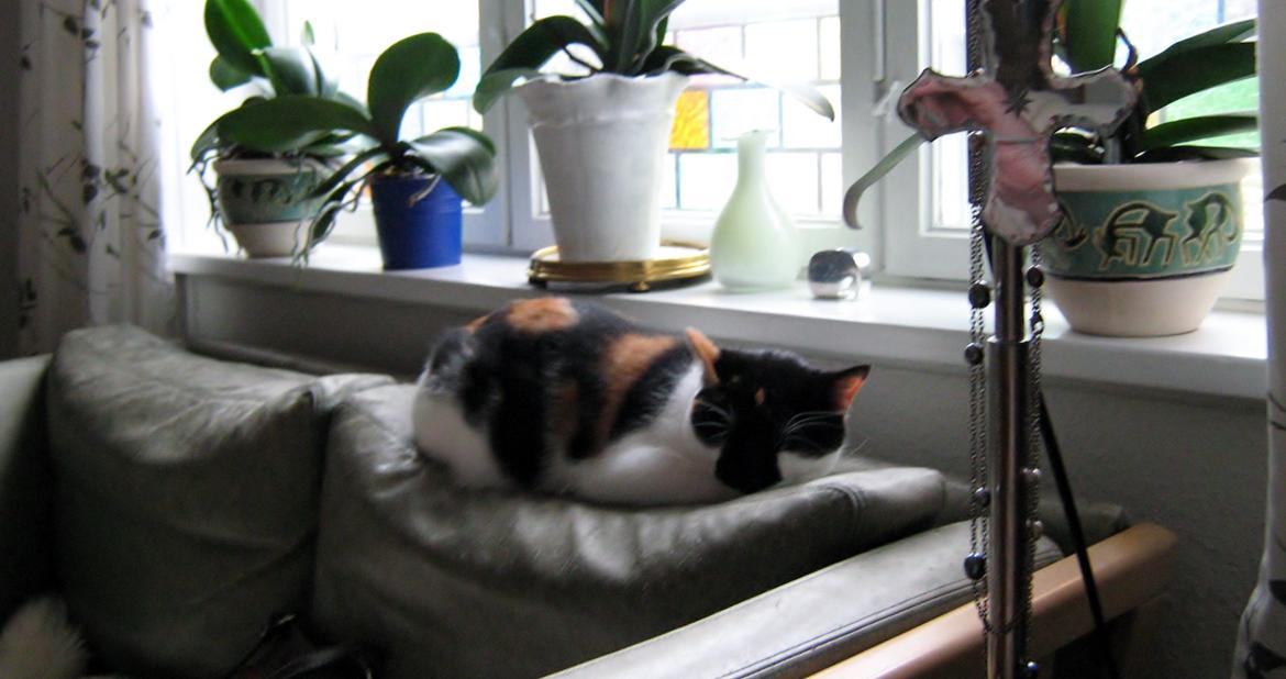 Huskat Arabella Scarlett billede 12