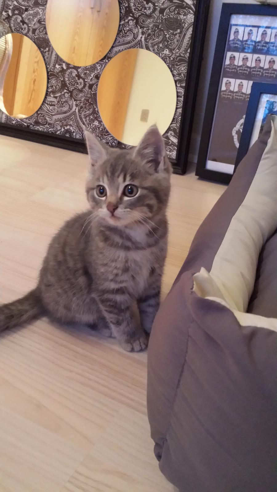 Huskat Lucifer billede 1