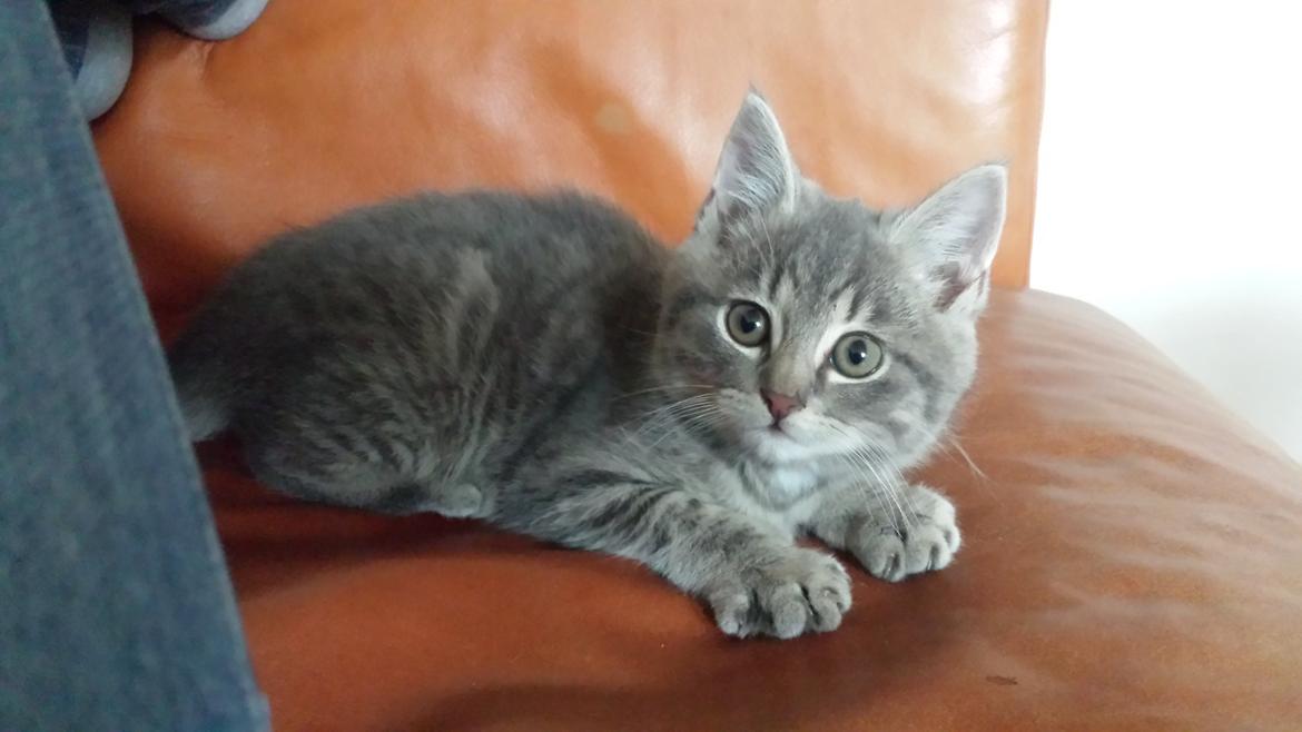 Huskat Lucifer billede 2