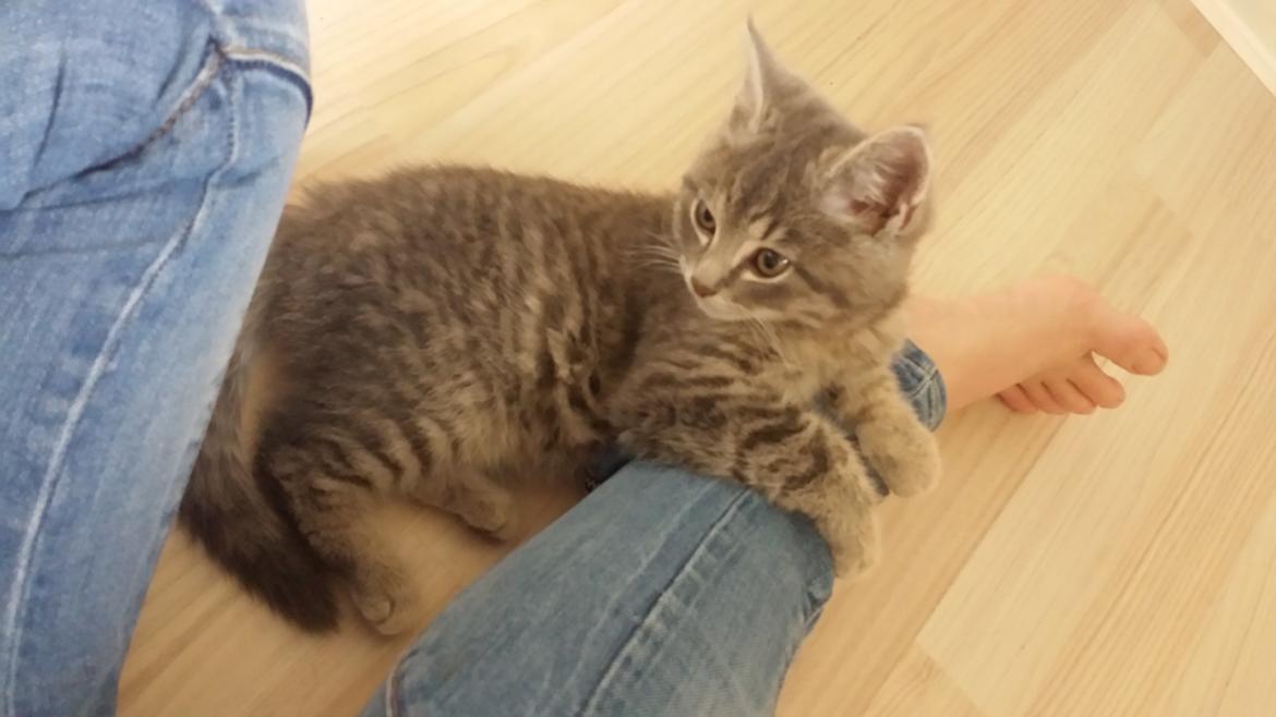 Huskat Lucifer billede 4