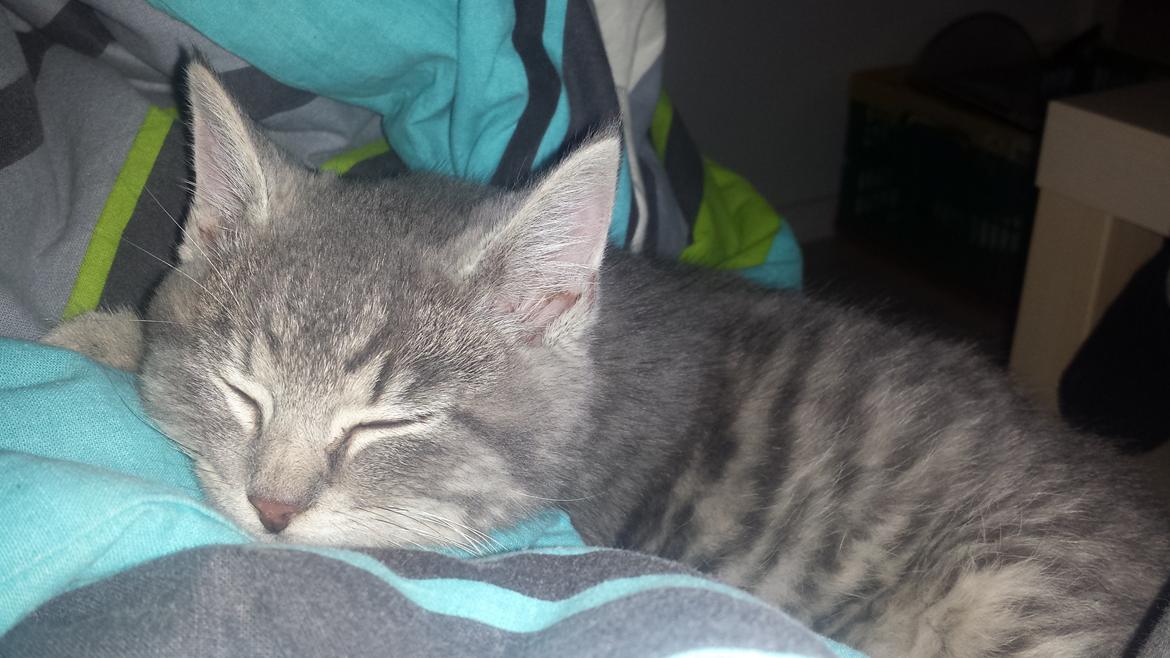 Huskat Lucifer billede 5