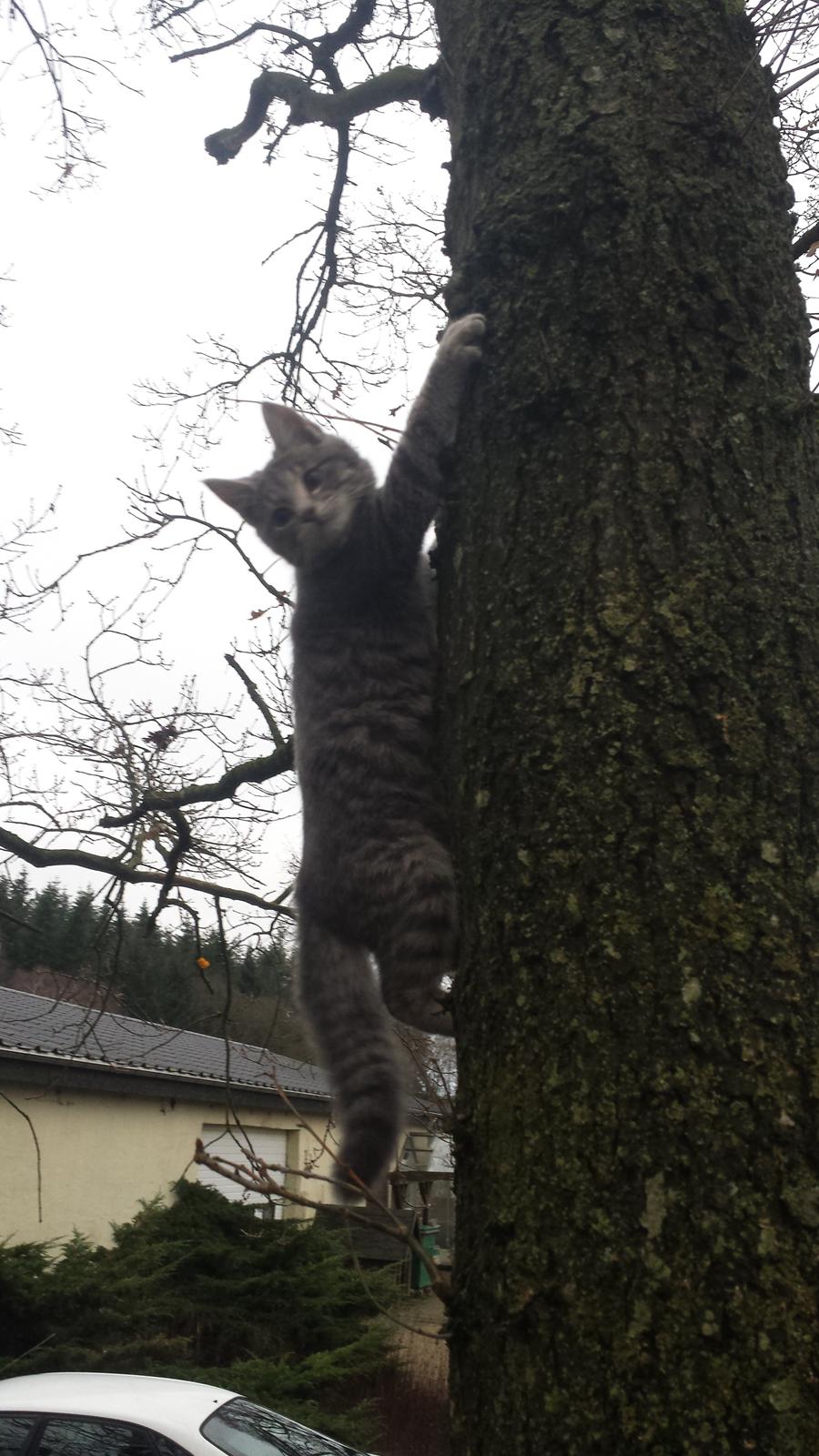 Huskat Lucifer billede 6