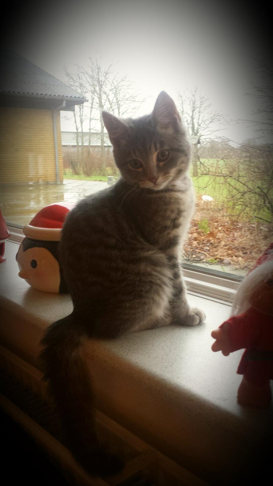 Huskat Lucifer billede 7