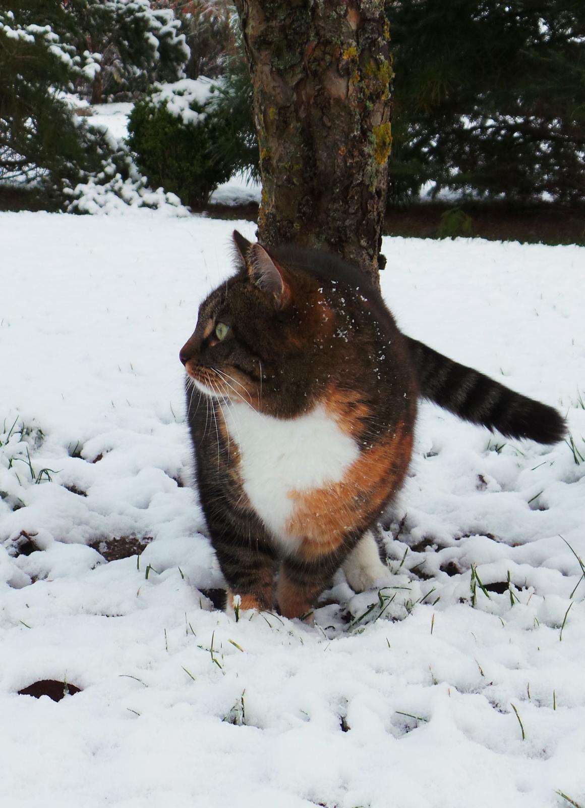 Huskat Ziggy billede 14