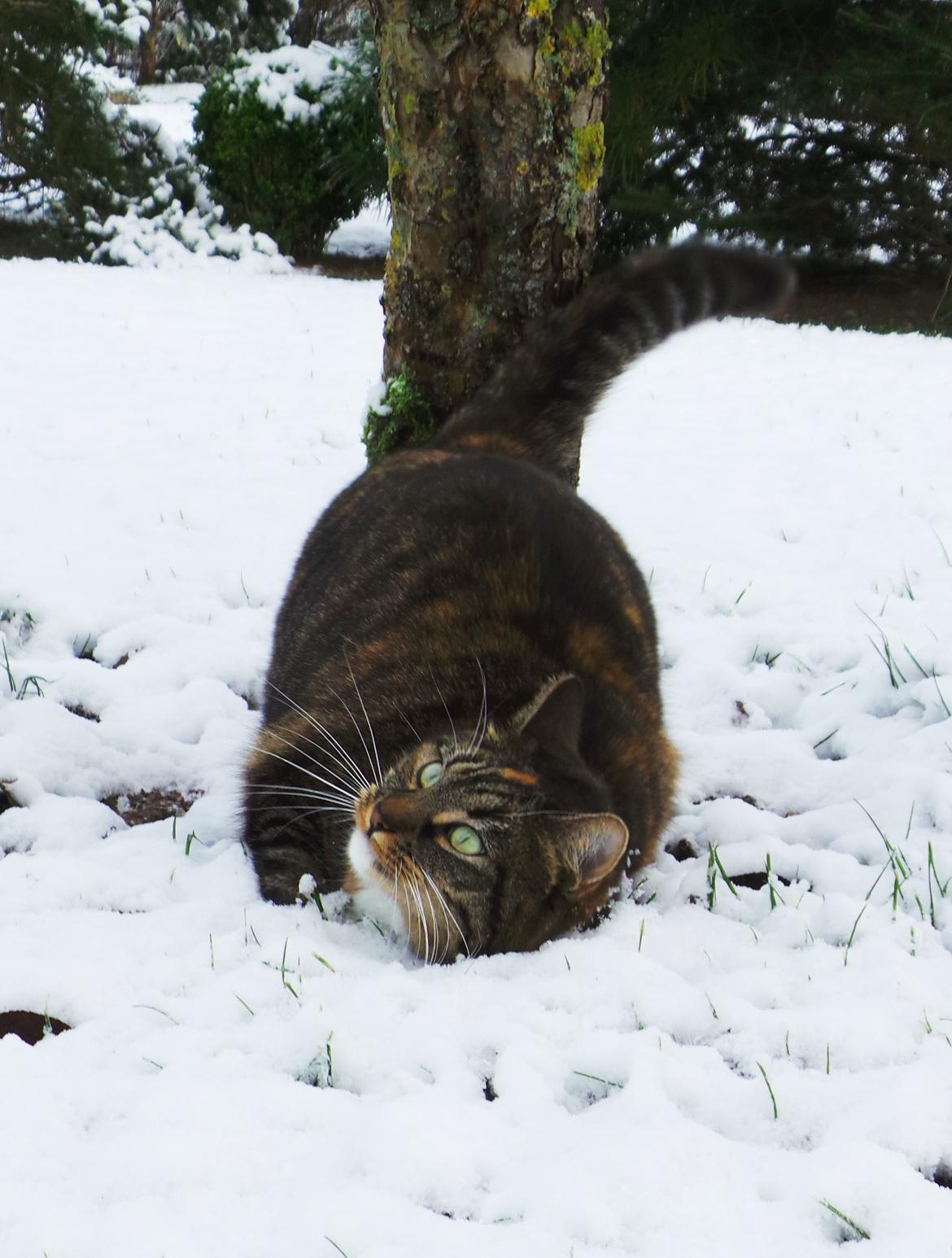 Huskat Ziggy billede 13