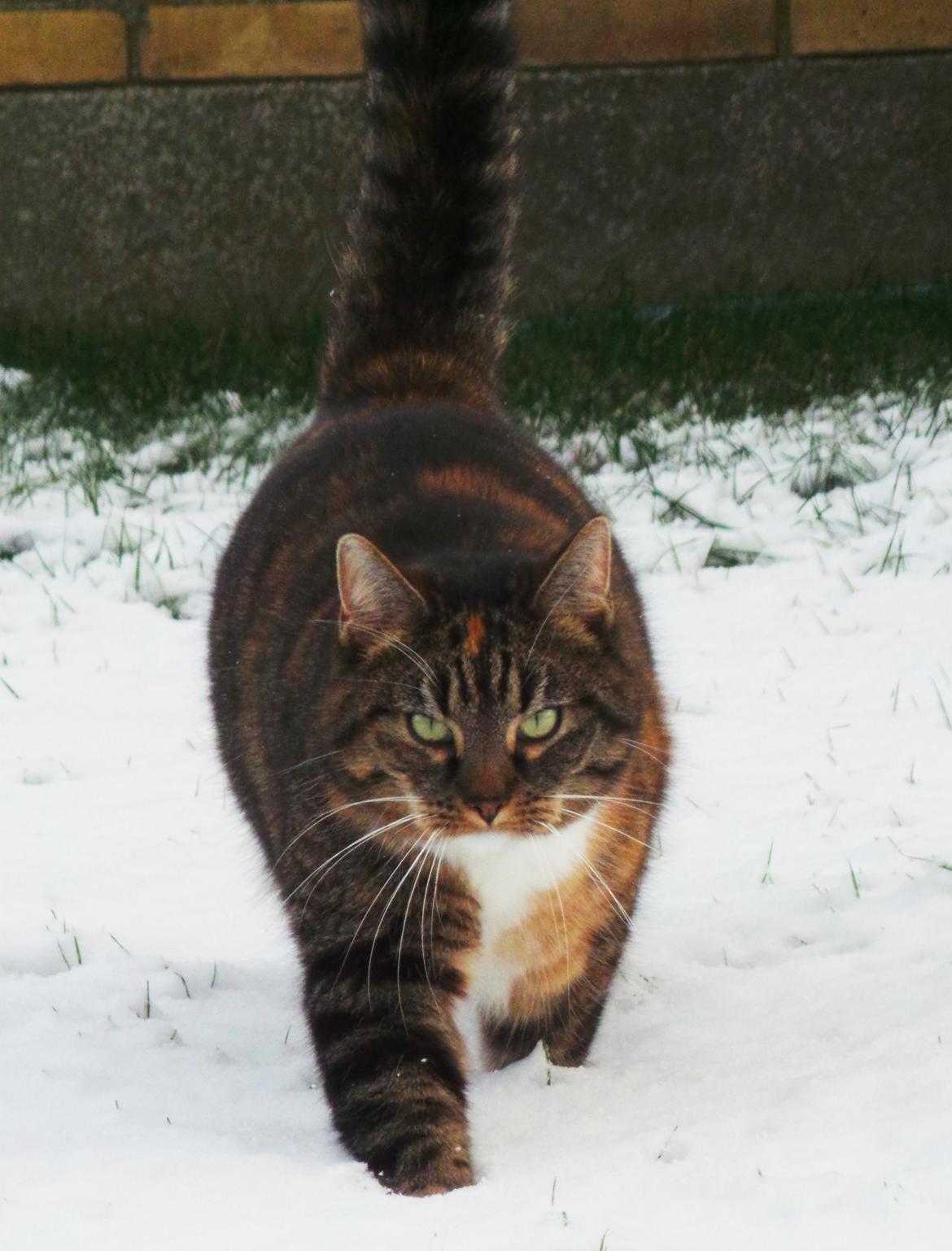 Huskat Ziggy billede 3