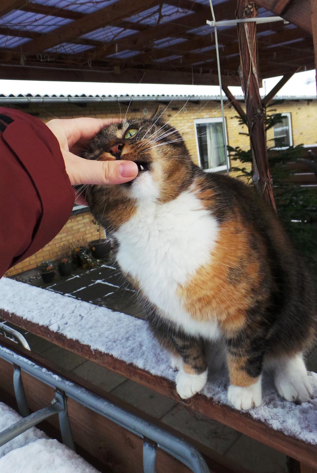 Huskat Ziggy billede 16