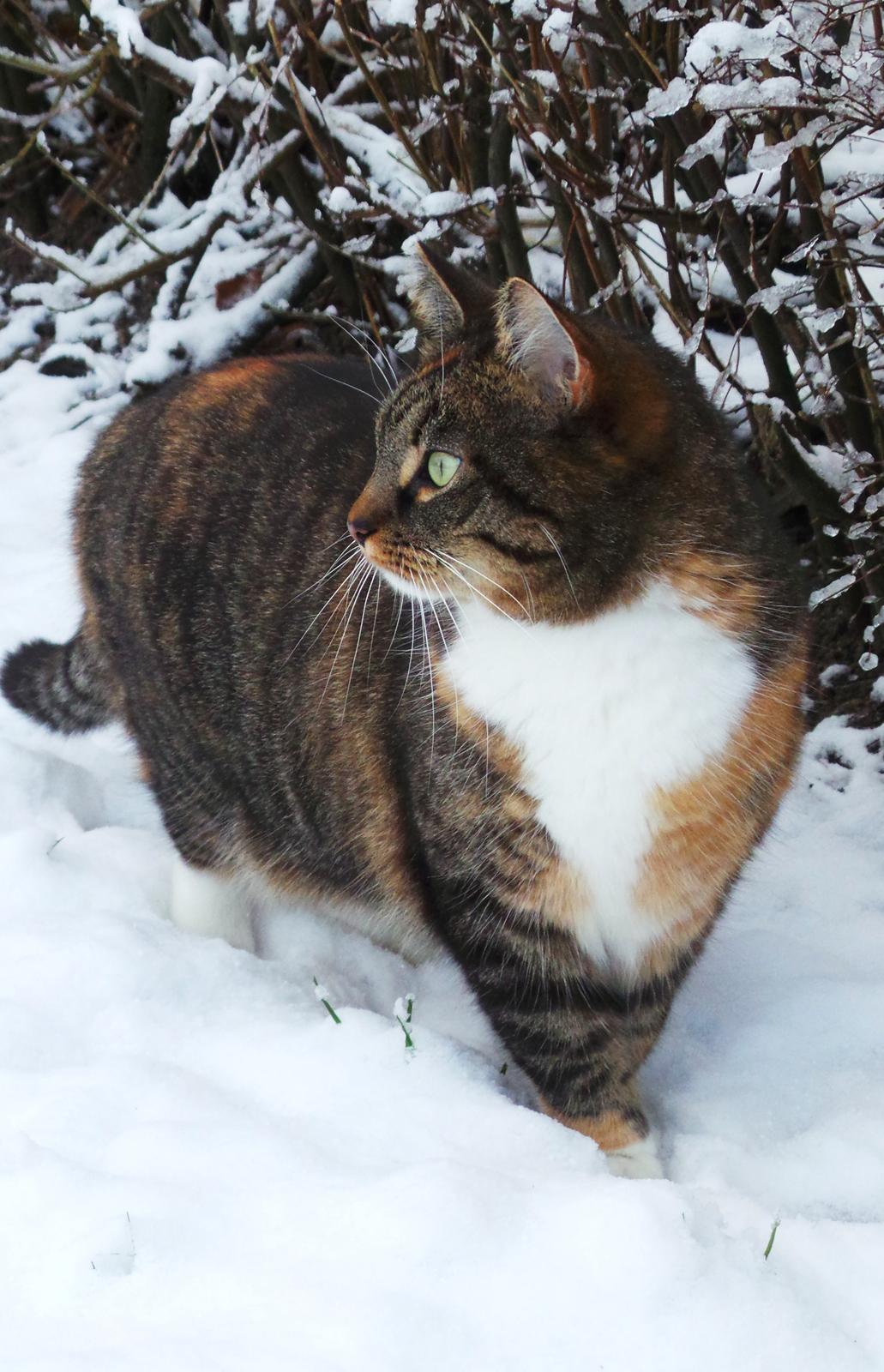 Huskat Ziggy billede 17