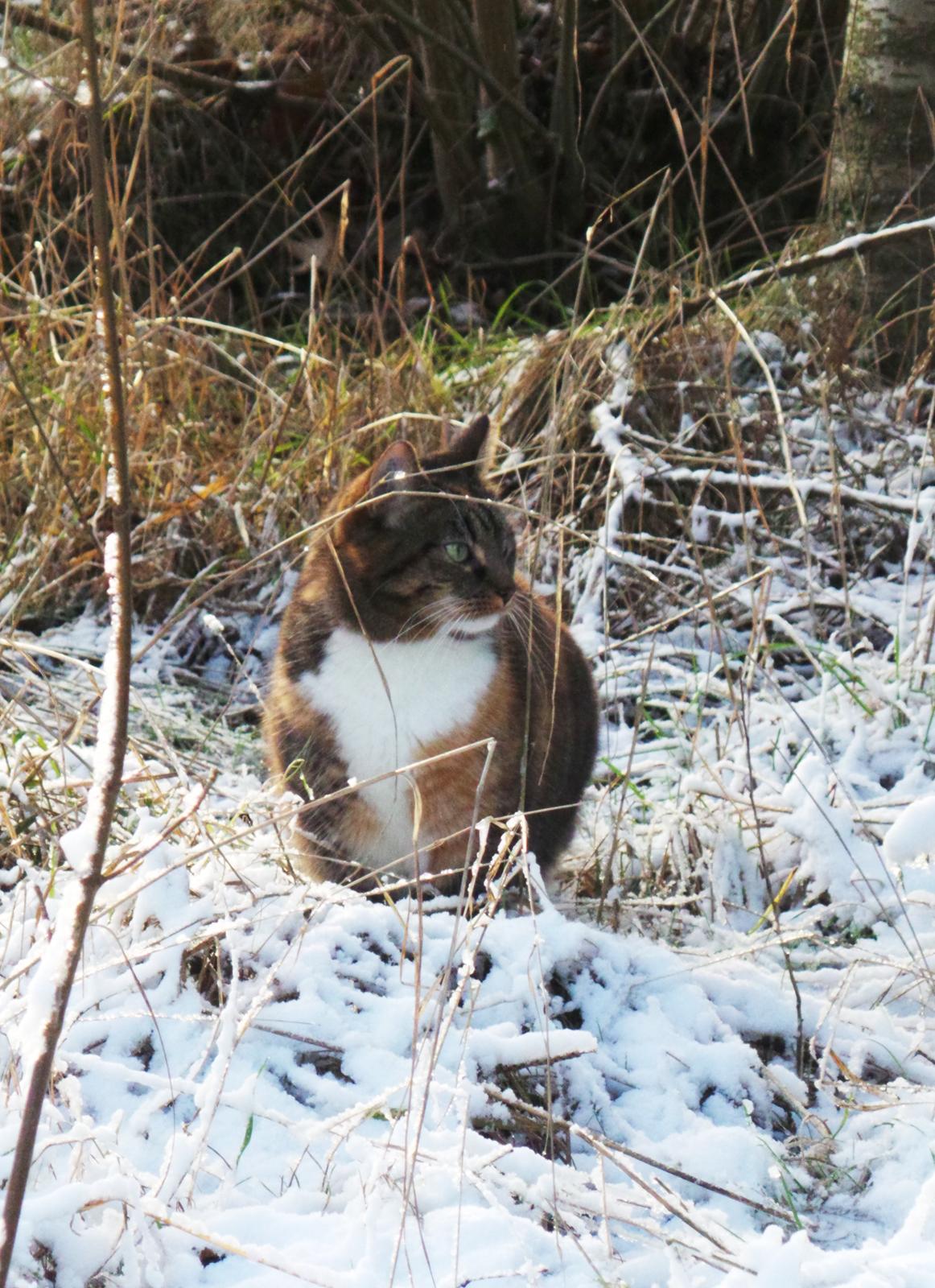 Huskat Ziggy billede 1