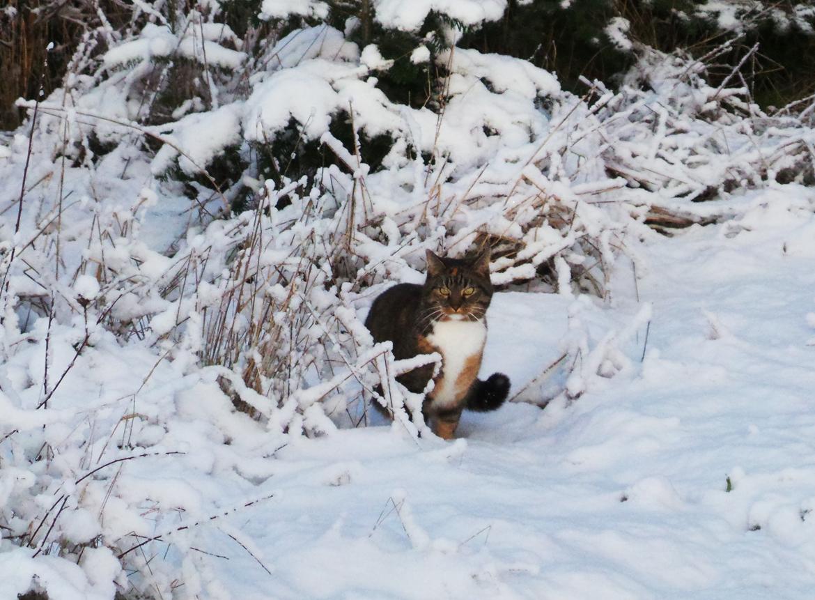 Huskat Ziggy billede 8