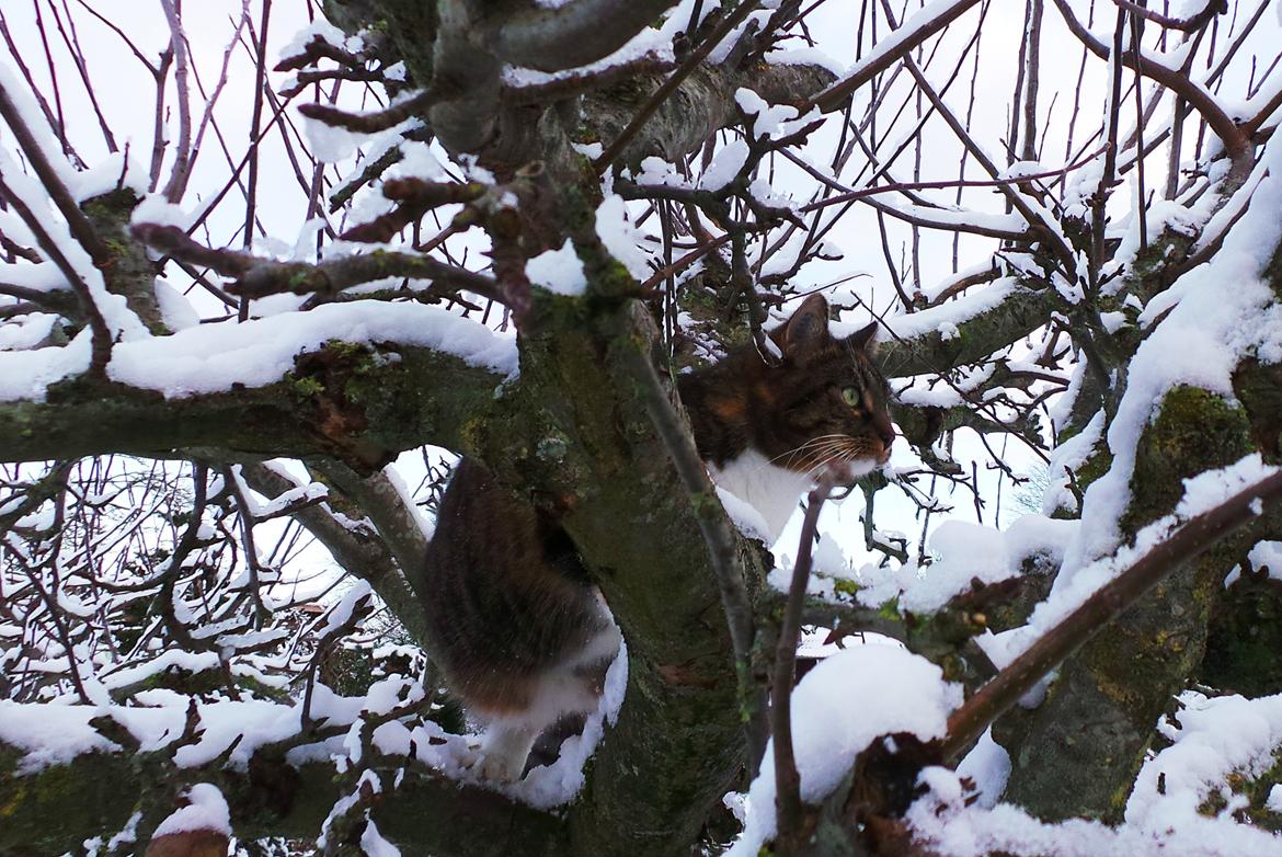 Huskat Ziggy billede 6