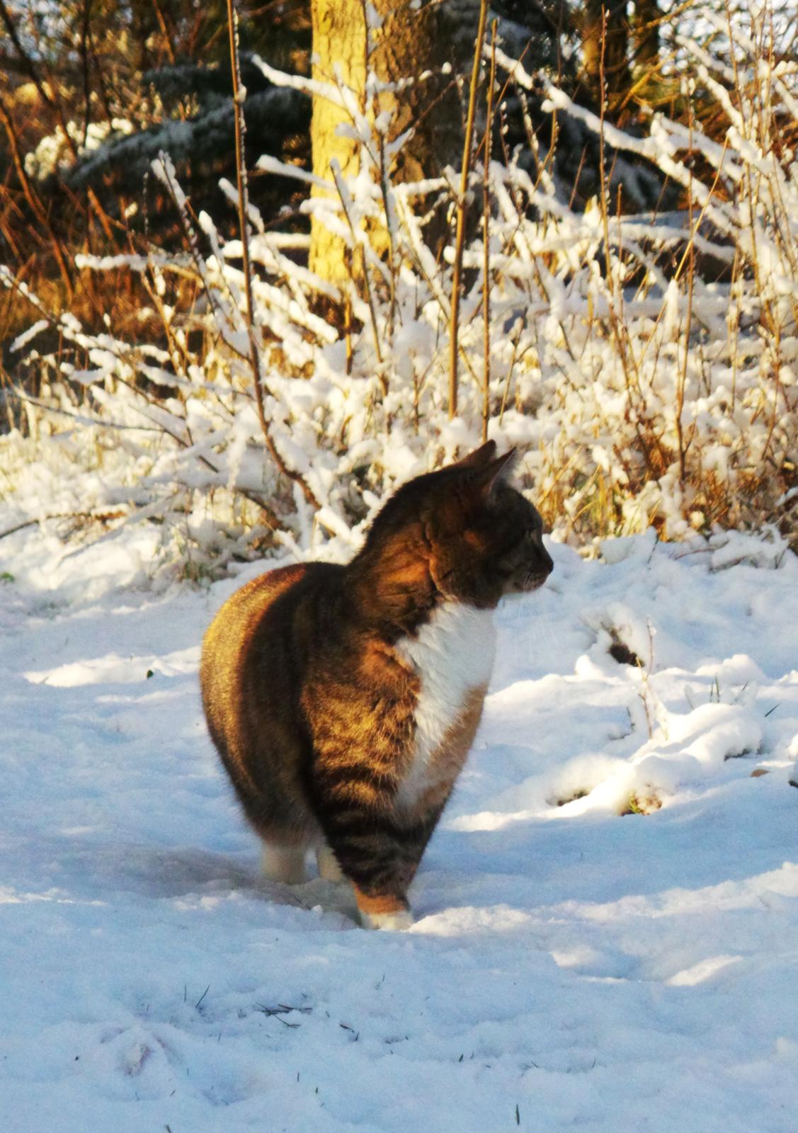 Huskat Ziggy billede 18