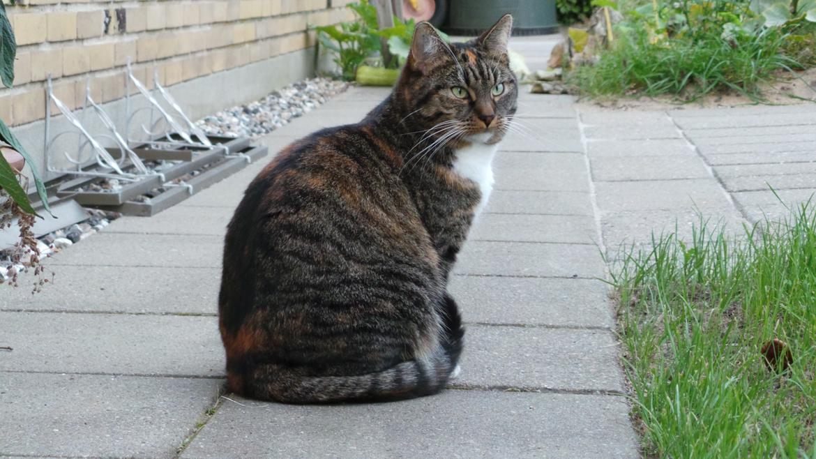 Huskat Ziggy billede 19