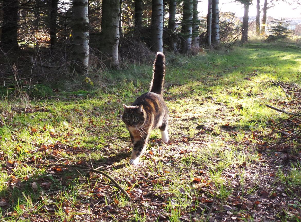 Huskat Ziggy billede 20