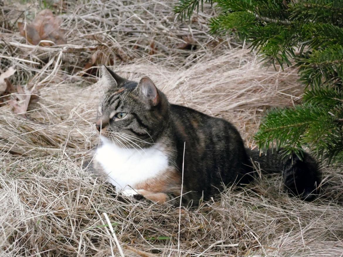 Huskat Ziggy billede 21