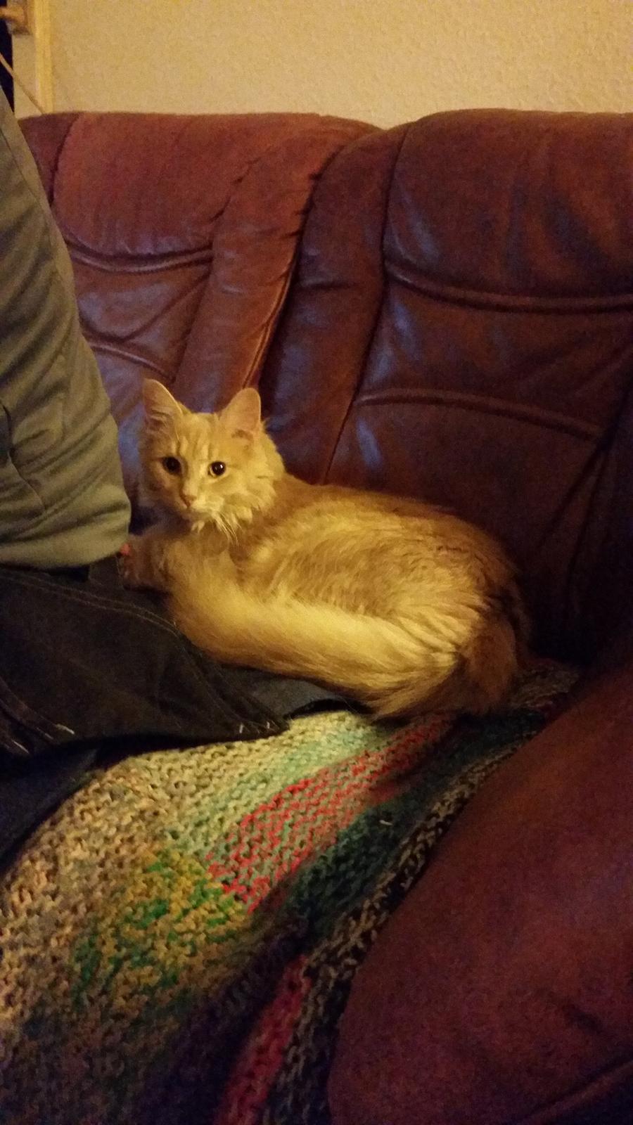 Maine Coon Tiger billede 1