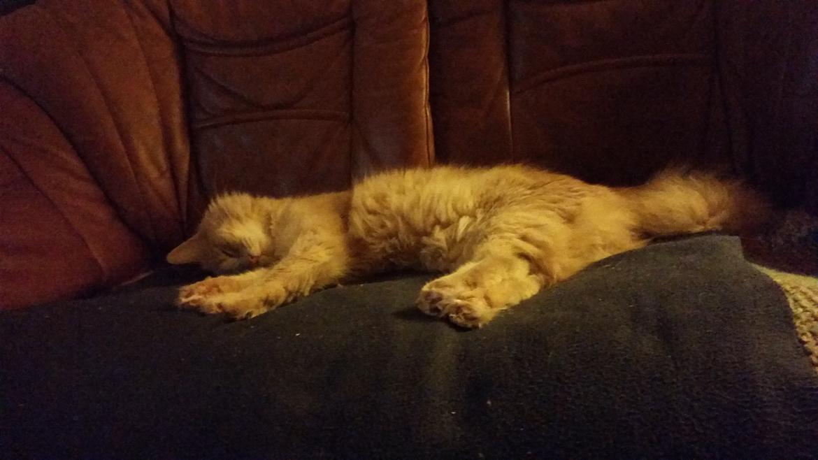 Maine Coon Tiger billede 2