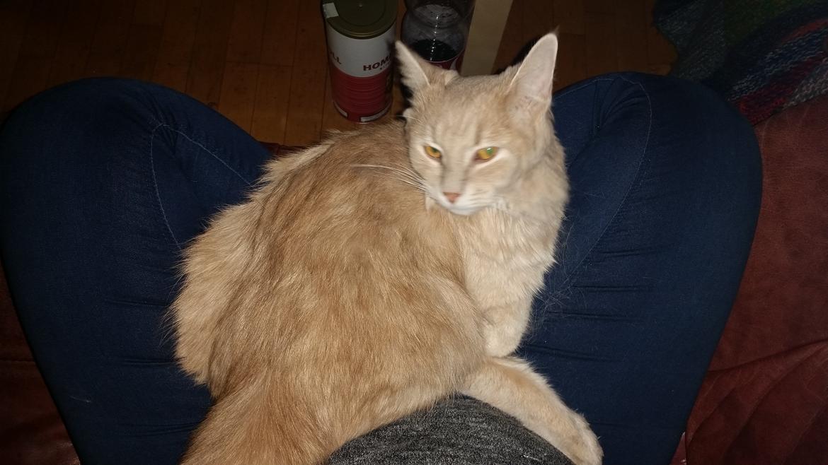 Maine Coon Tiger billede 3