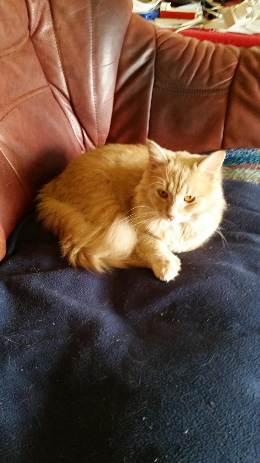 Maine Coon Tiger billede 4