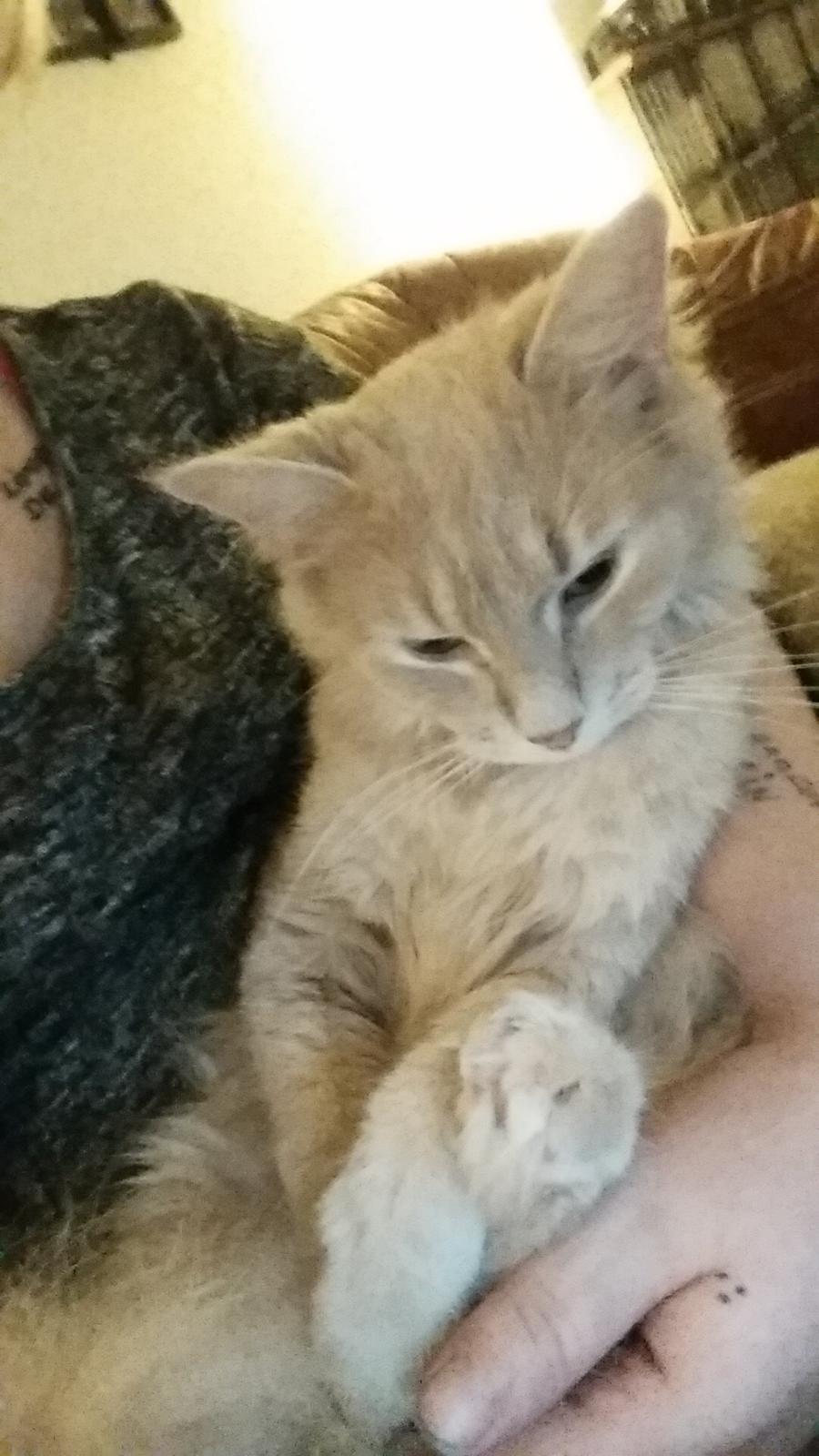 Maine Coon Tiger billede 5