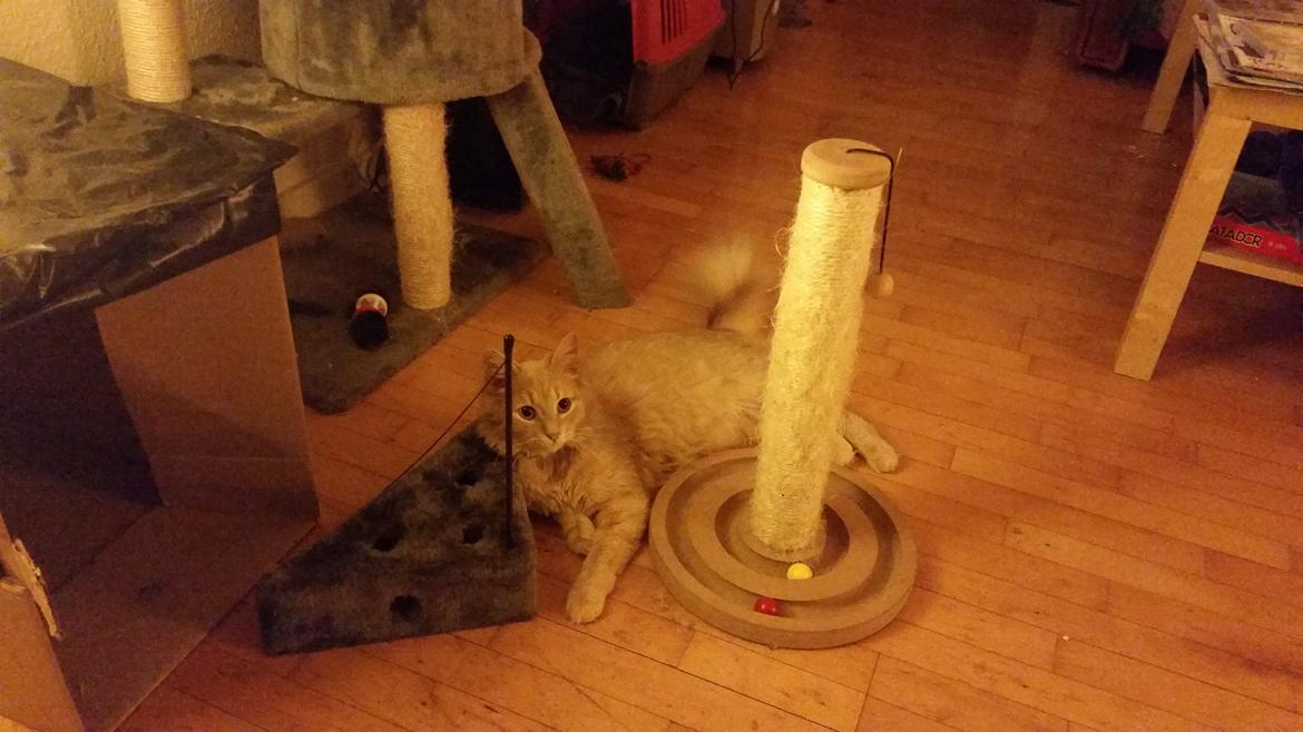 Maine Coon Tiger billede 6