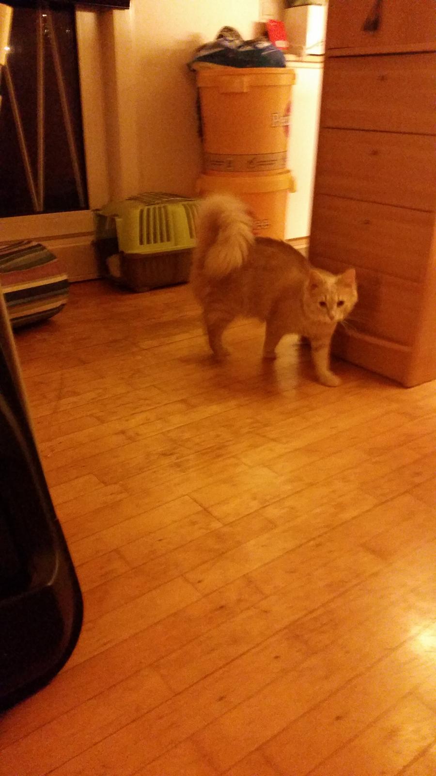 Maine Coon Tiger billede 7