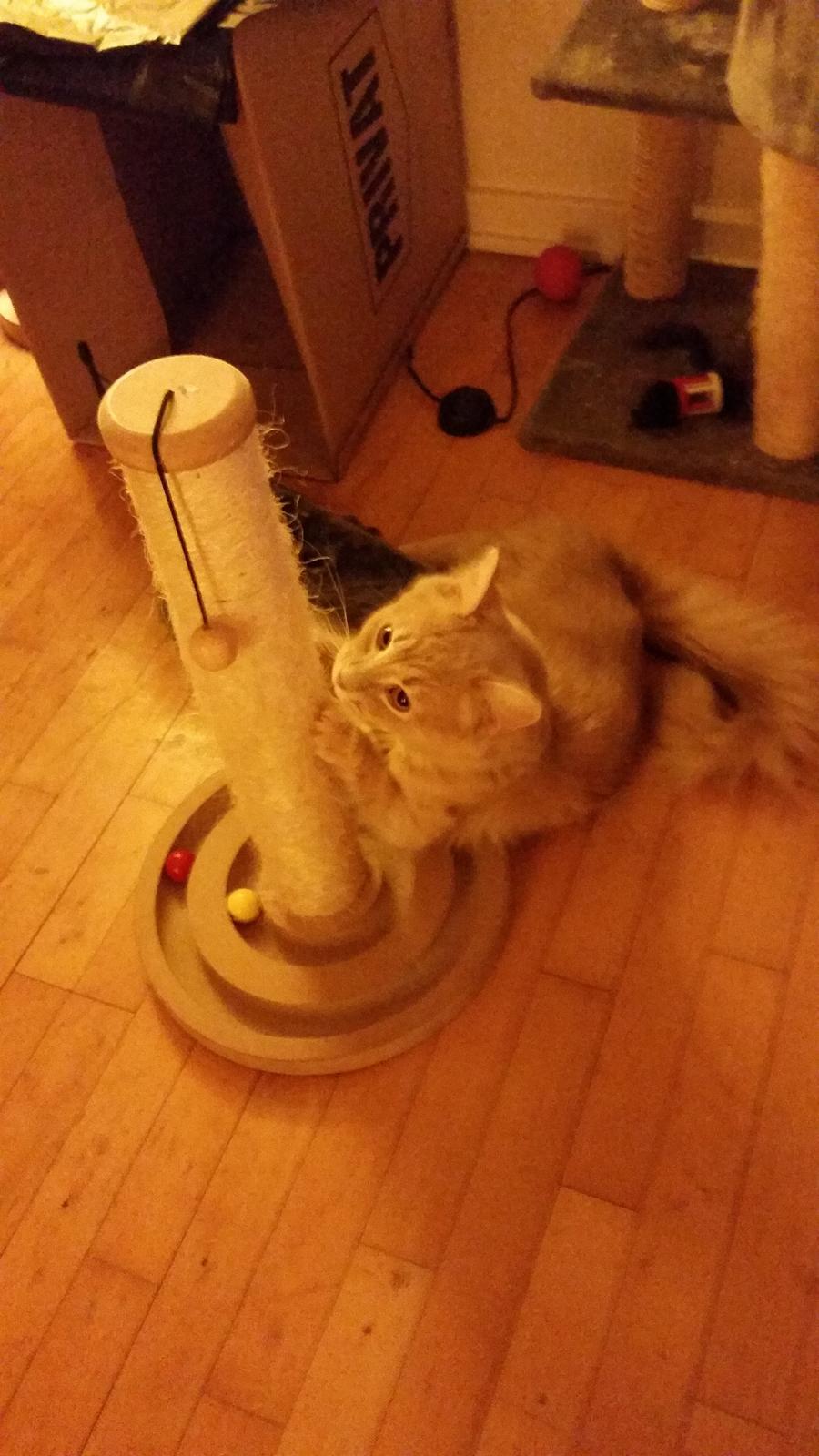 Maine Coon Tiger billede 8