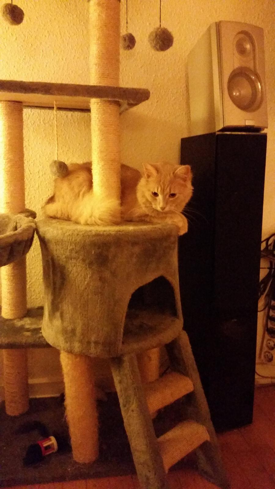 Maine Coon Tiger billede 9